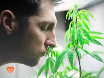 Детоксикация от марихуаны в Некрасовском